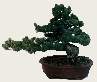 white pine